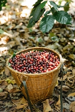 Nicaragua SHG EP