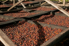 Honduras SHG EP