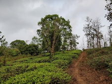 India Parchment AB 100% Robusta 